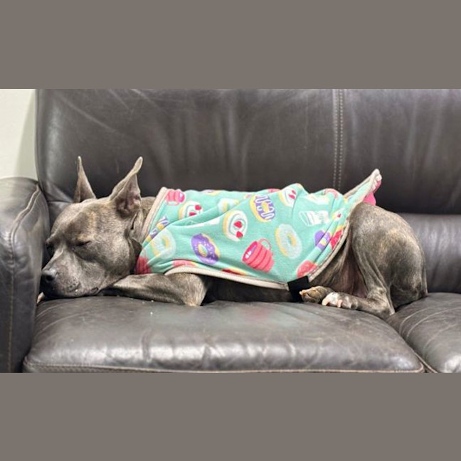 Photo of Stitch