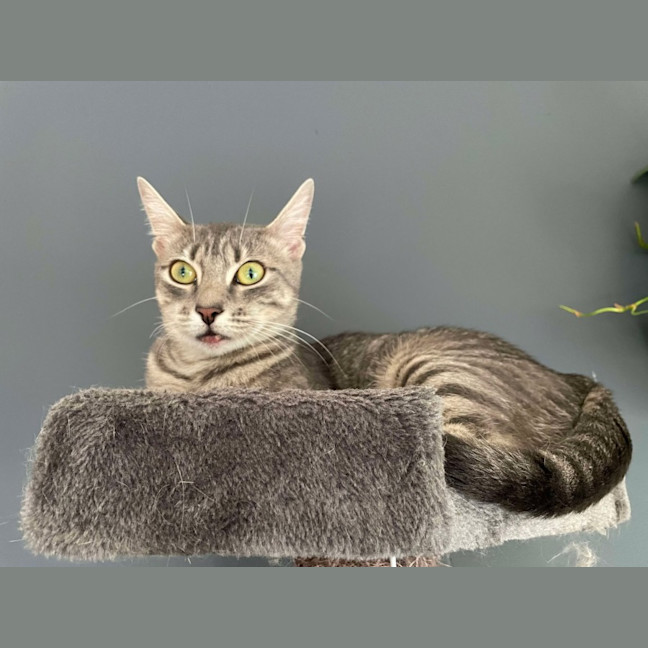 Photo of Aurora   Located In Bentleigh East