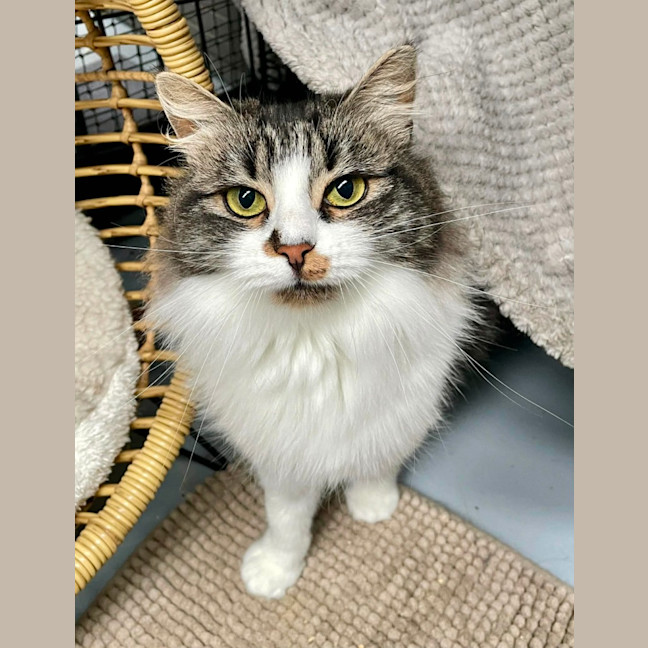 Photo of Hissy Missy Maggy May ** 2nd Chance Cat Rescue**