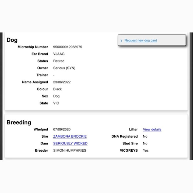 Photo of Brockie Cat Friendly