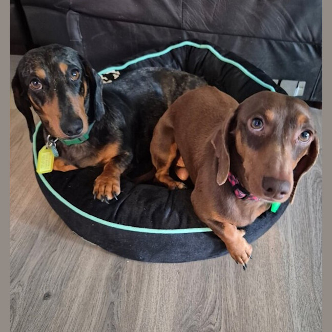 Photo of Dasher And Buddy