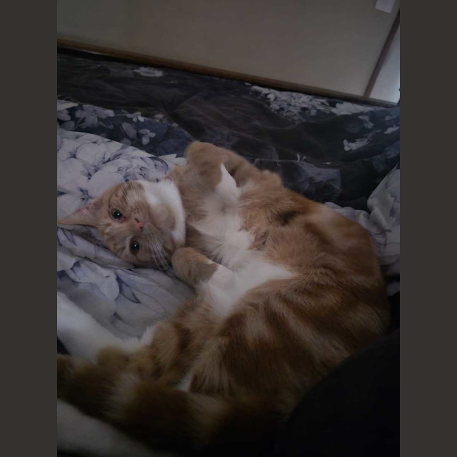 Photo of Simba