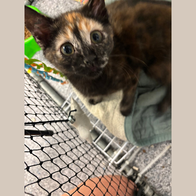 Photo of Pepper