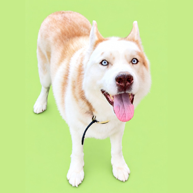 Photo of Skipper