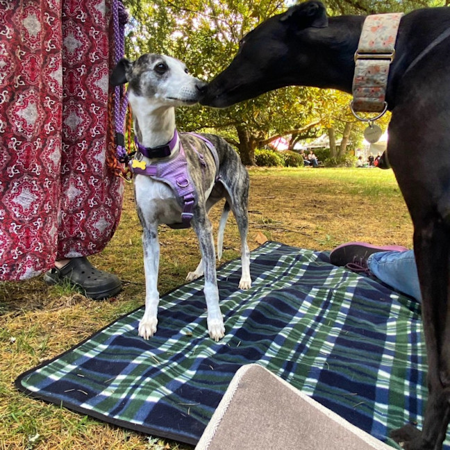 Photo of Ren   Tiny Whippet