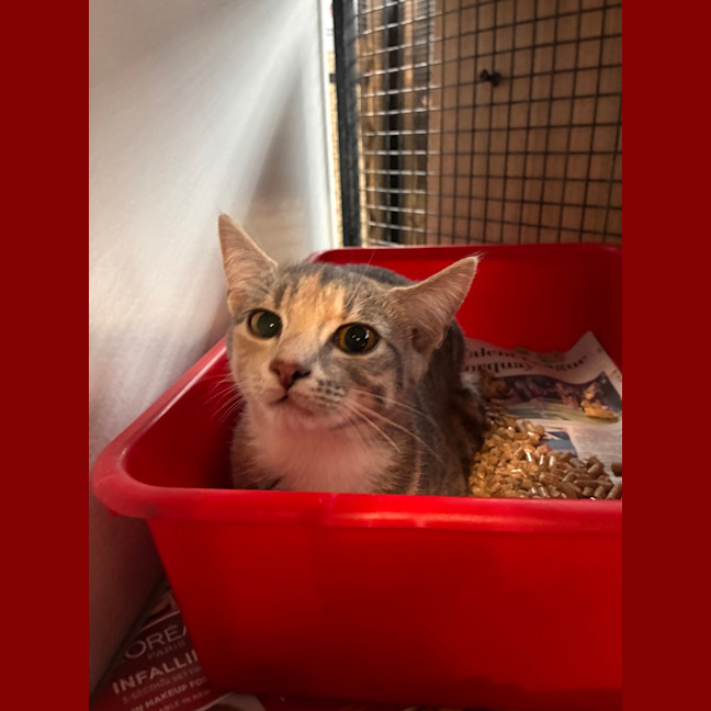 Photo of Duchess