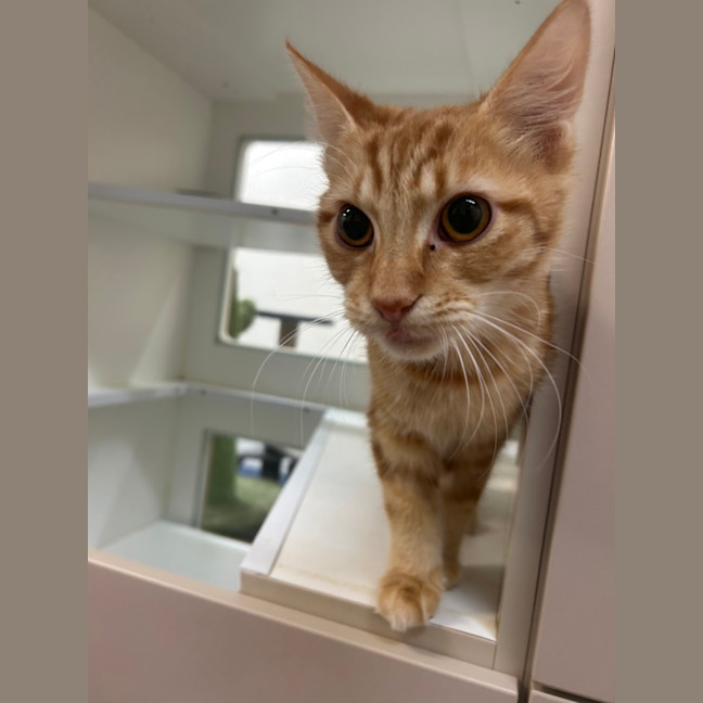 Photo of Ginger