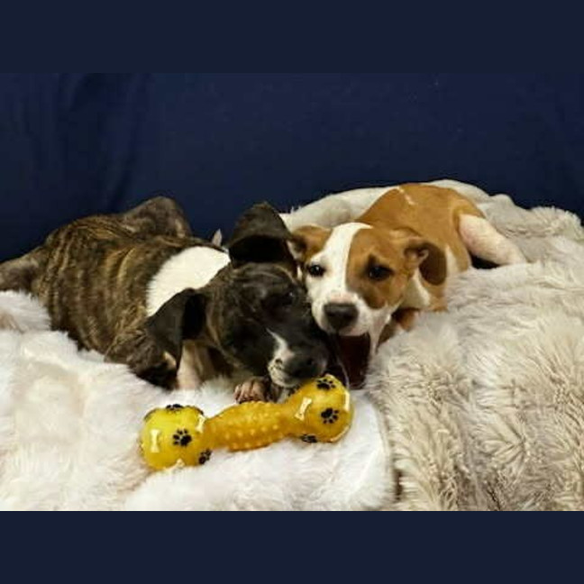 Photo of Banjo