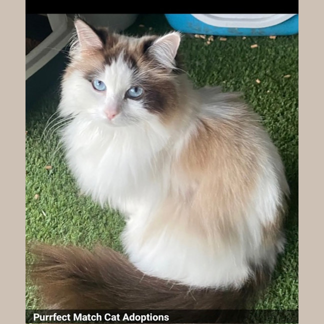 Photo of Annabelle