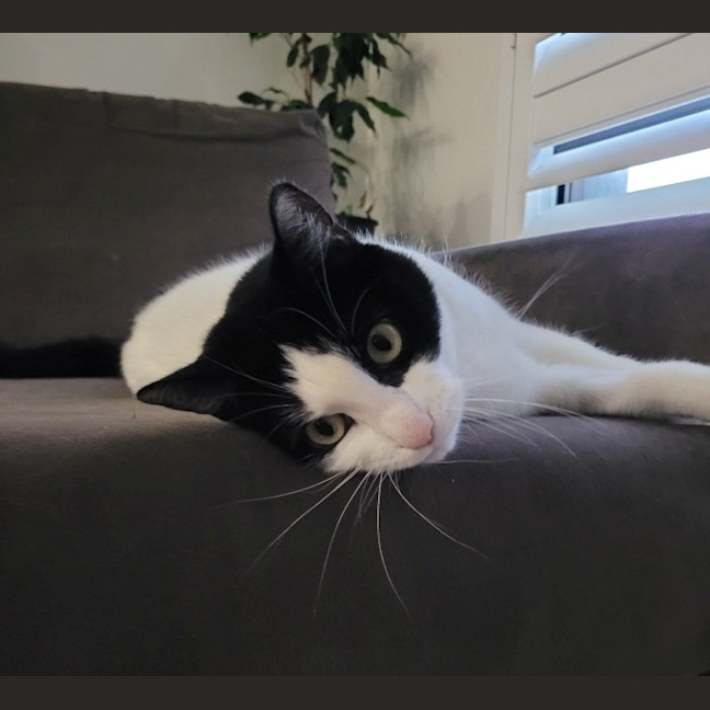 Photo of Missy