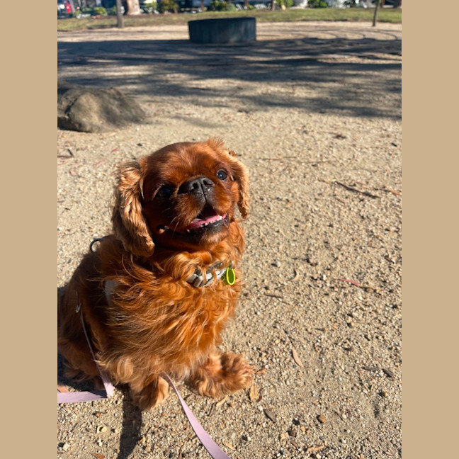 Photo of Muppet