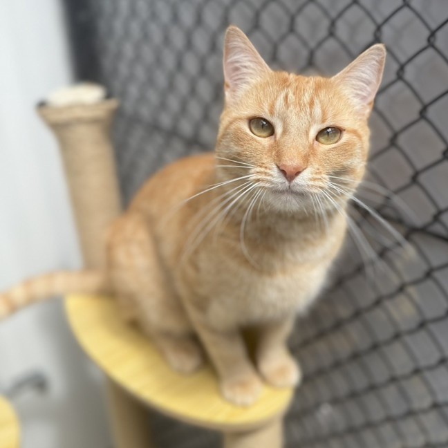 Photo of Oscar