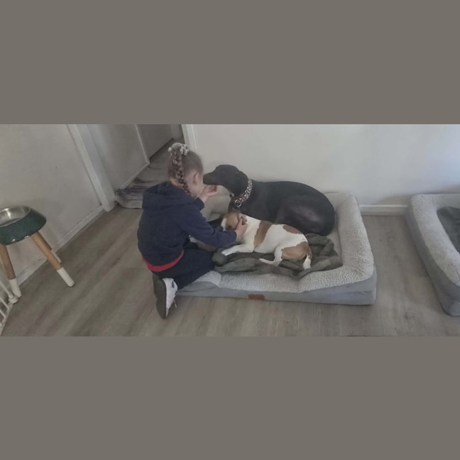 Photo of Secrets, The Greyhound 