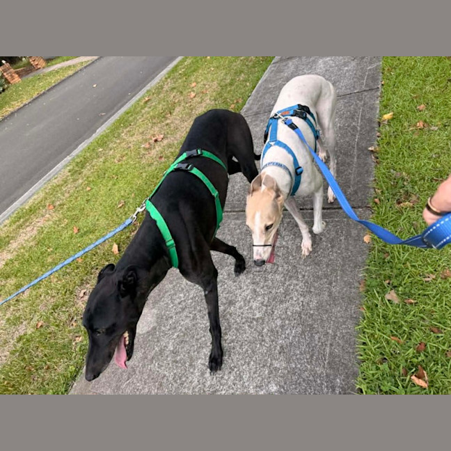 Photo of Cleo, The Greyhound