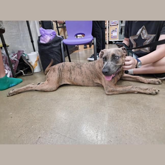 Photo of Honey