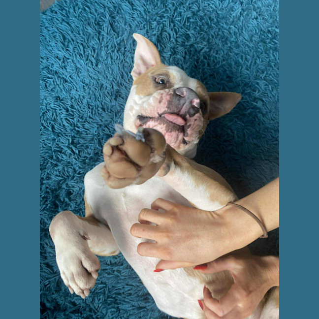 Photo of Scooby   2 Year Old American Bulldog