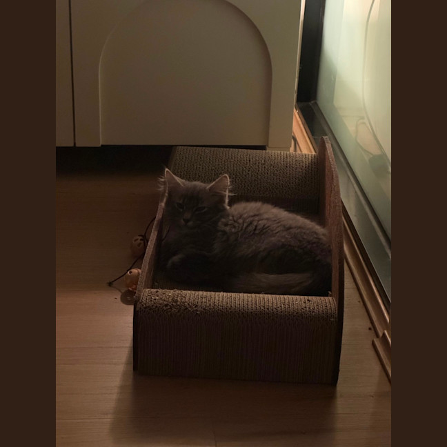 Photo of Tango