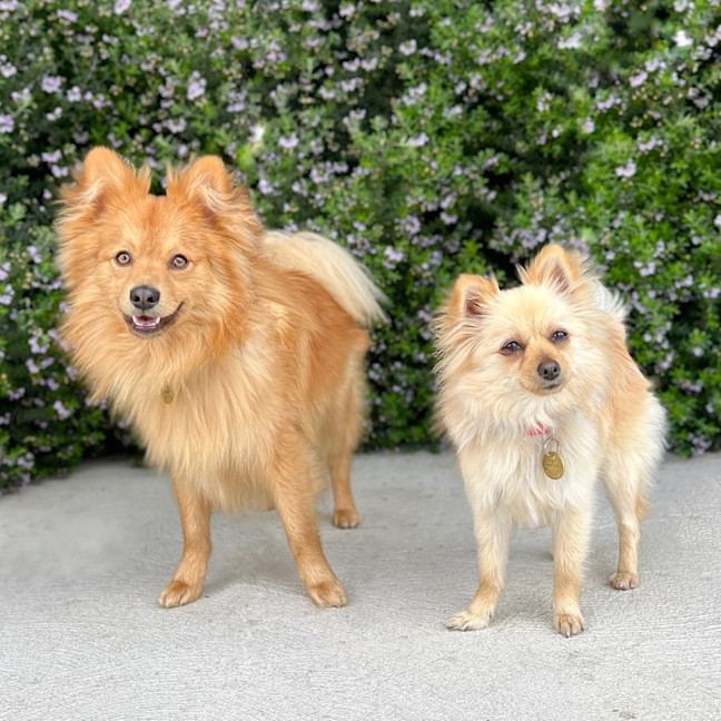 Photo of Rocky And Rosie