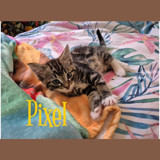 Photo of Pixel