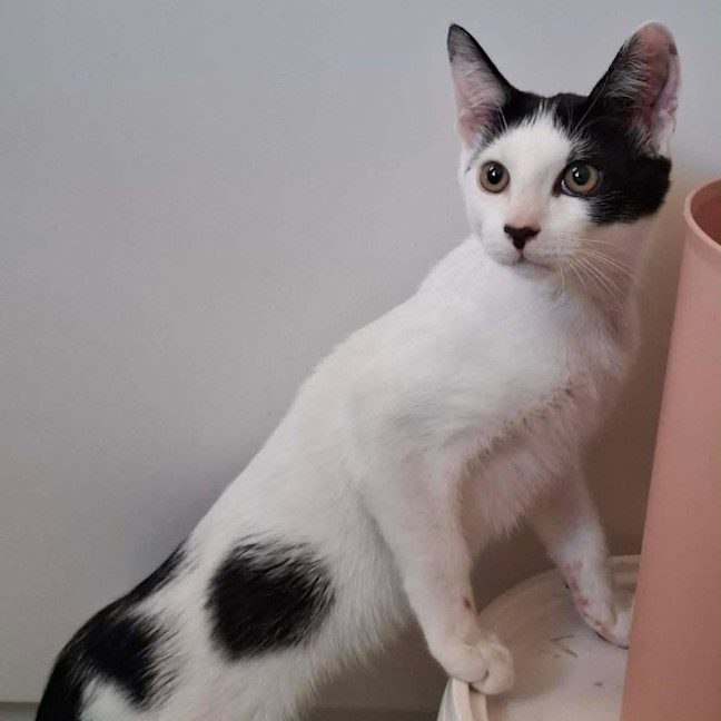 Photo of 13647   Clawd