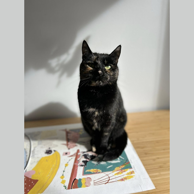 Photo of Emilia * 9 Lives Project Rescue*