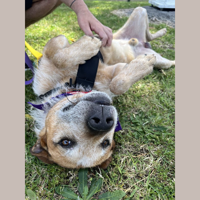 Photo of Woody
