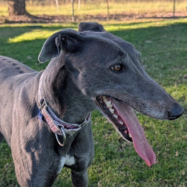 Photo of Sundae