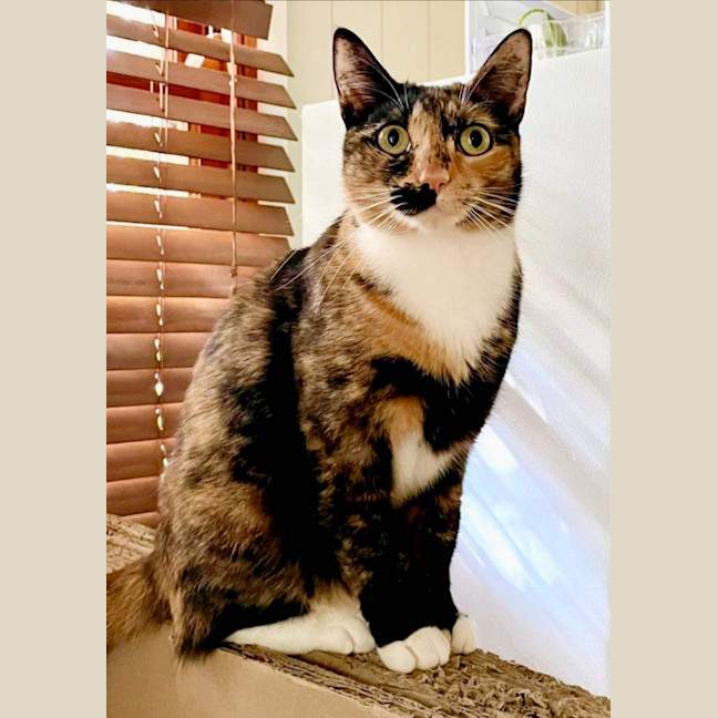 Photo of * Marigold *