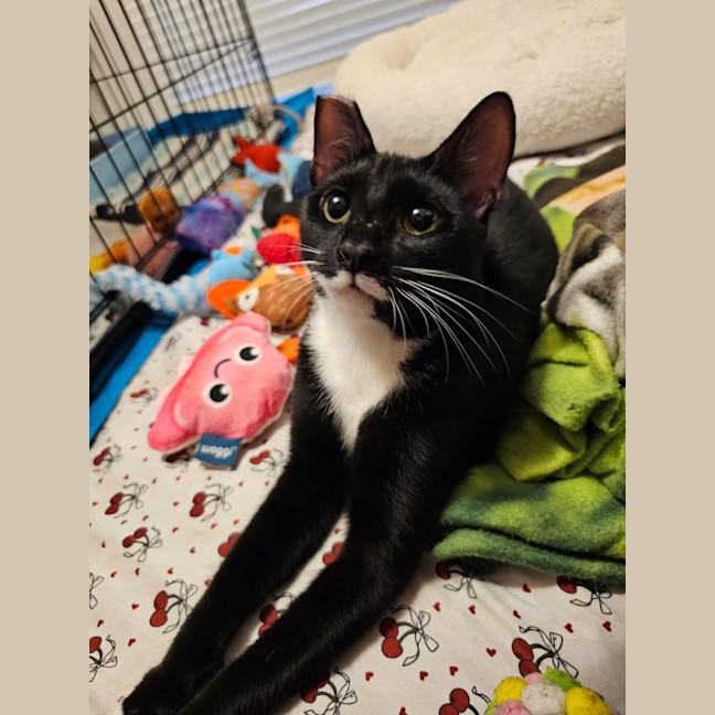 Photo of Pickletoes & Buttons