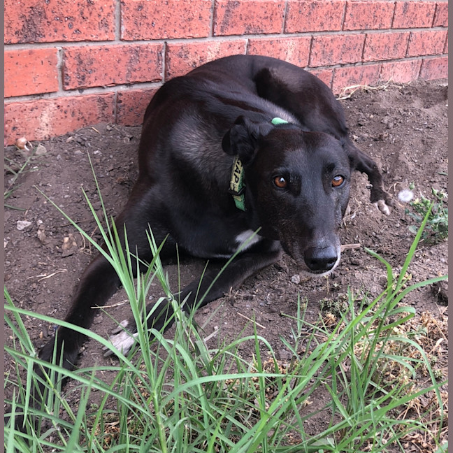 Photo of Coco