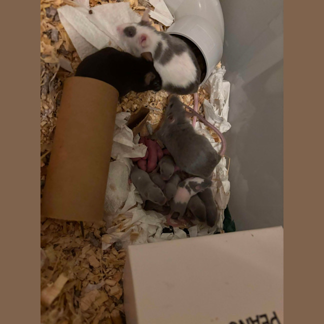 Photo of Rocky & Kinks