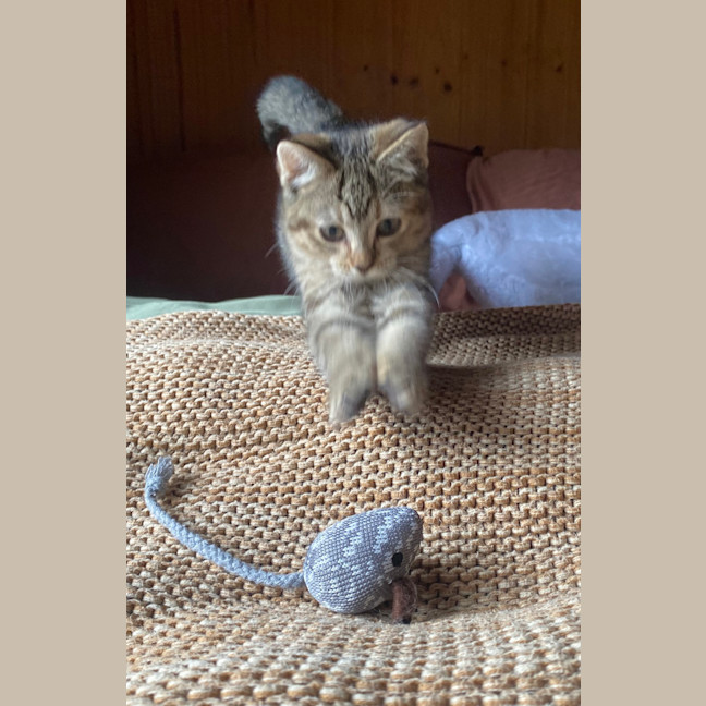 Photo of Tawny 