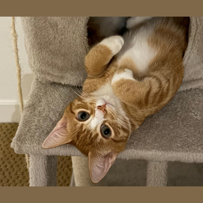 Photo of Honey