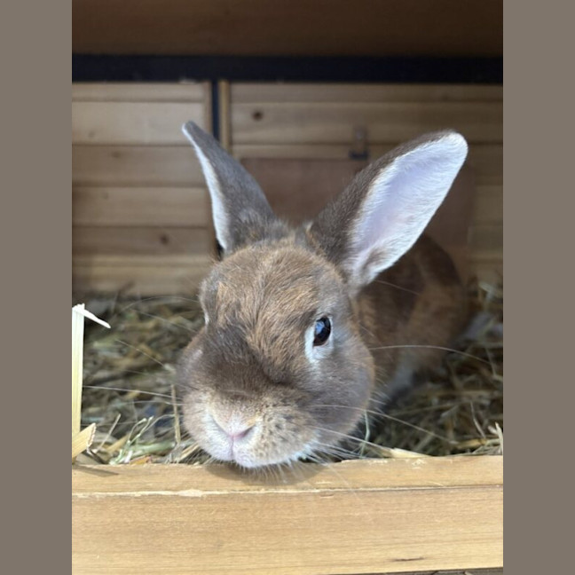 Photo of Cinnamon Toast