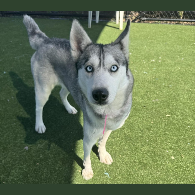 Photo of Fairy Imp 1590