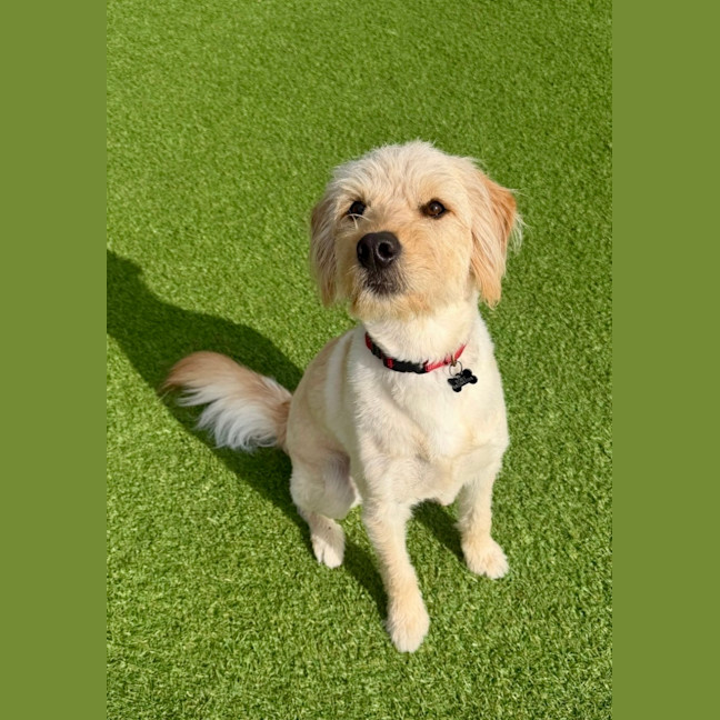 Photo of Toby