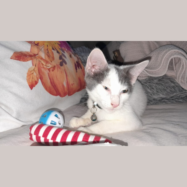 Photo of Loki