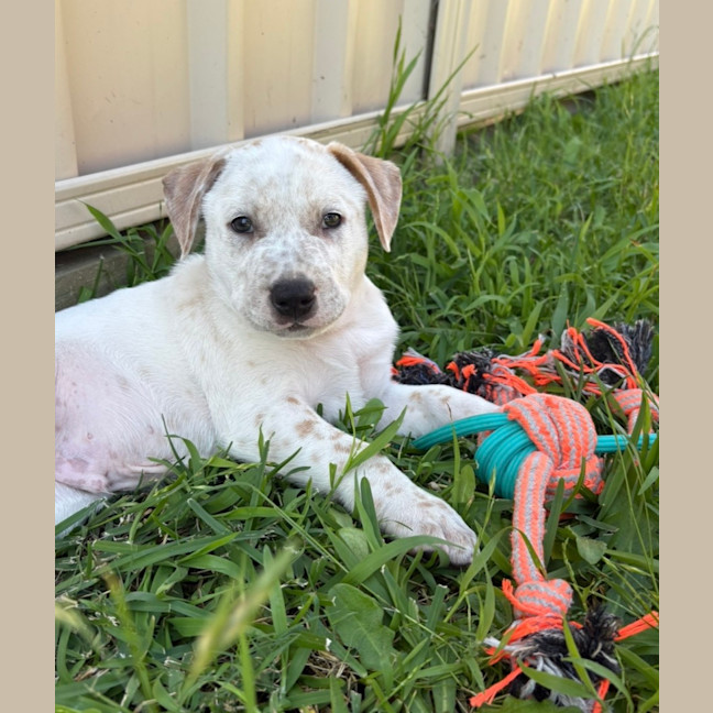Photo of Bingo    9 Week Old Cattle Dog X