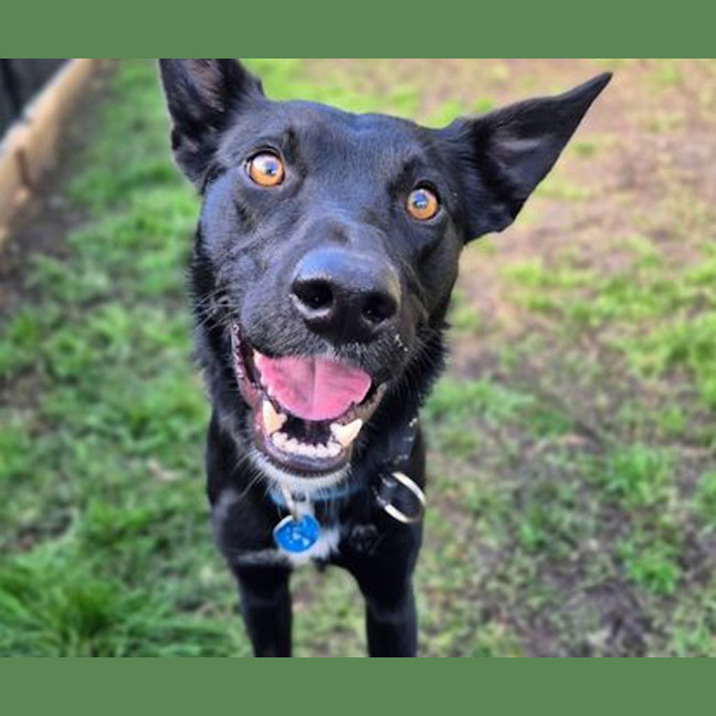 Photo of Moose