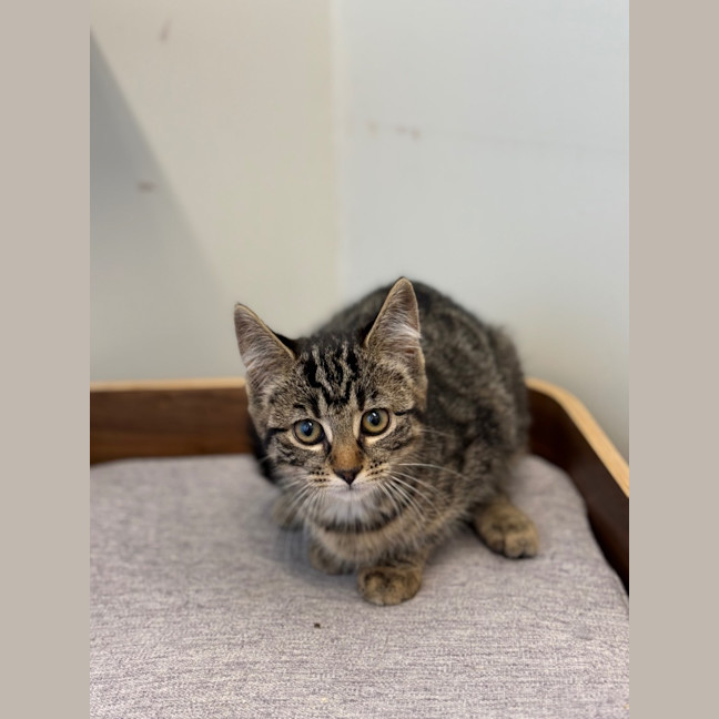 Photo of Miranda   Petstock Invermay