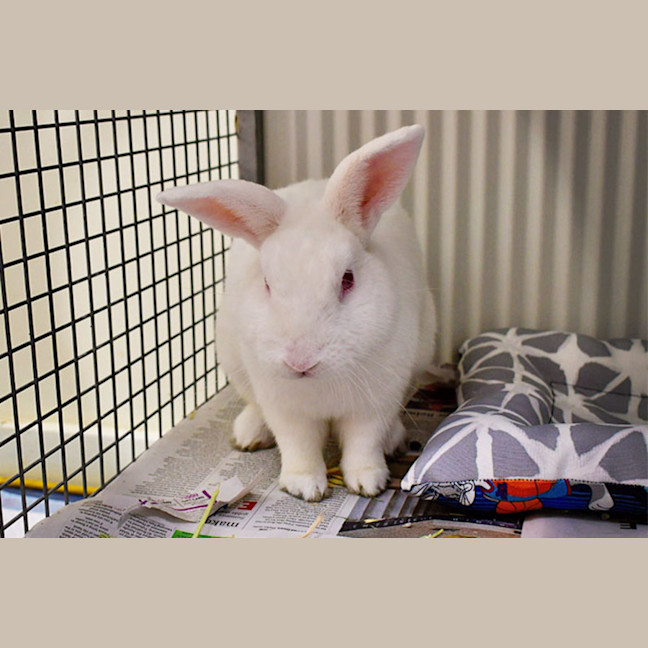 Photo of Attila The Bun