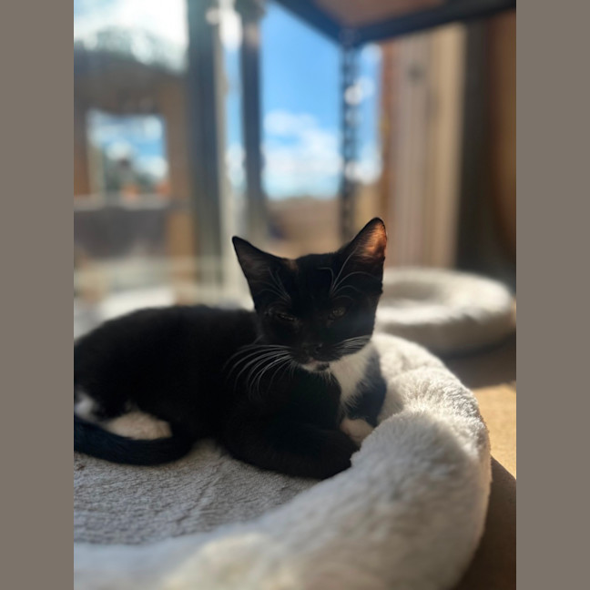 Photo of Robin