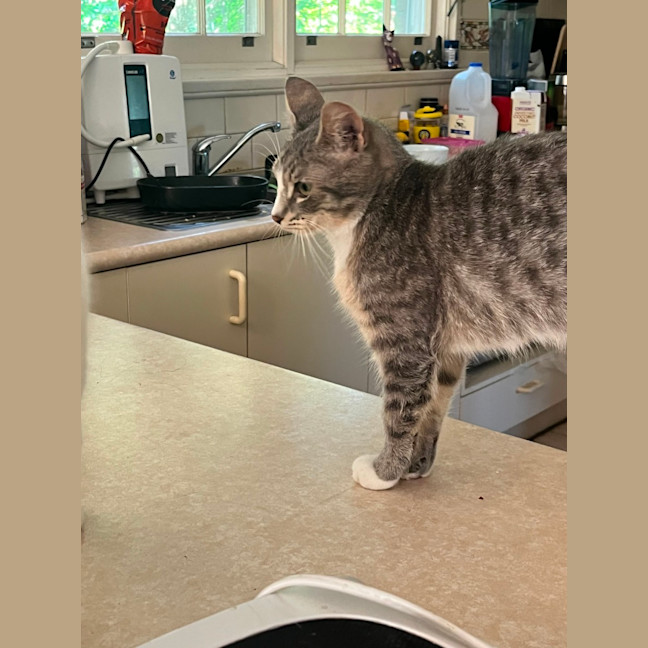 Photo of Basil & Oriana *9 Lives Project Rescue*