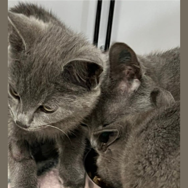 Photo of Granite, Shale & Flint