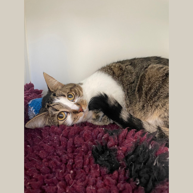 Photo of Scully