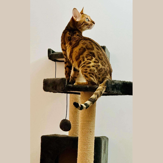 Photo of Luna