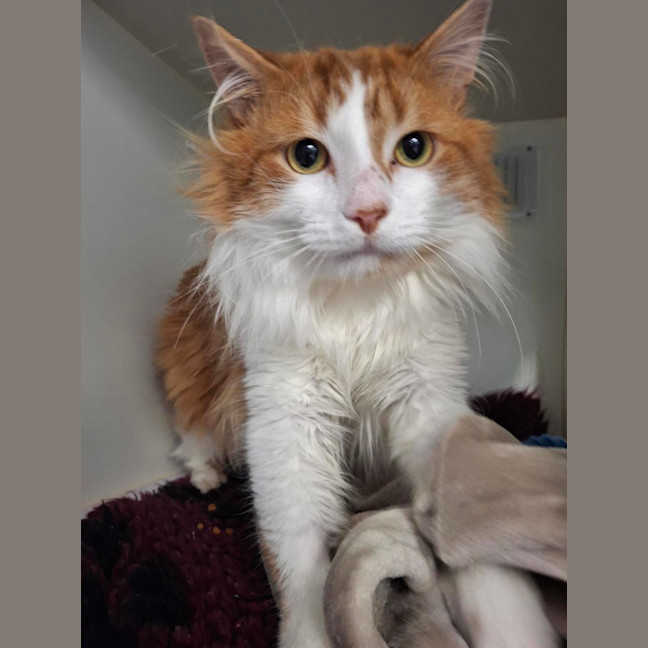 Photo of Cheeto