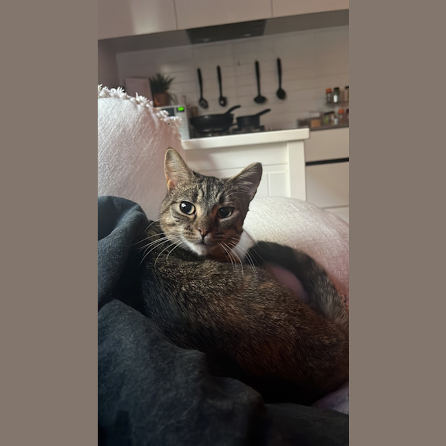 Photo of Patch