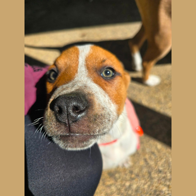 Photo of Crudo