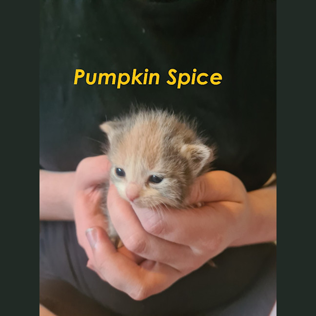 Photo of Pumpkin Spice